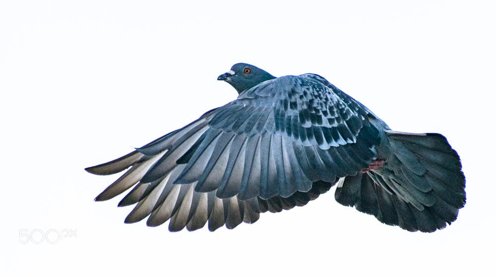 Nikon D5300 sample photo. Flight of fantasy  photography