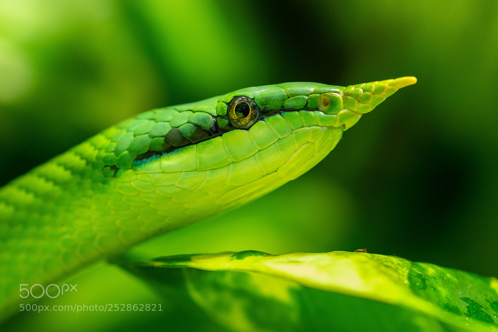 Sony a7R III sample photo. Unusual zoo macro photography