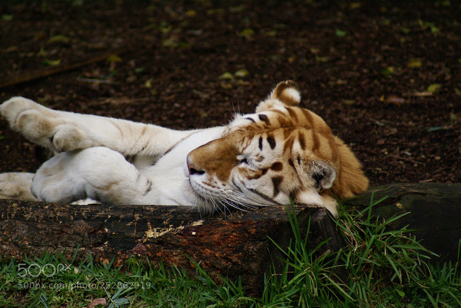 Sony Alpha DSLR-A100 sample photo. Having a snooze  photography