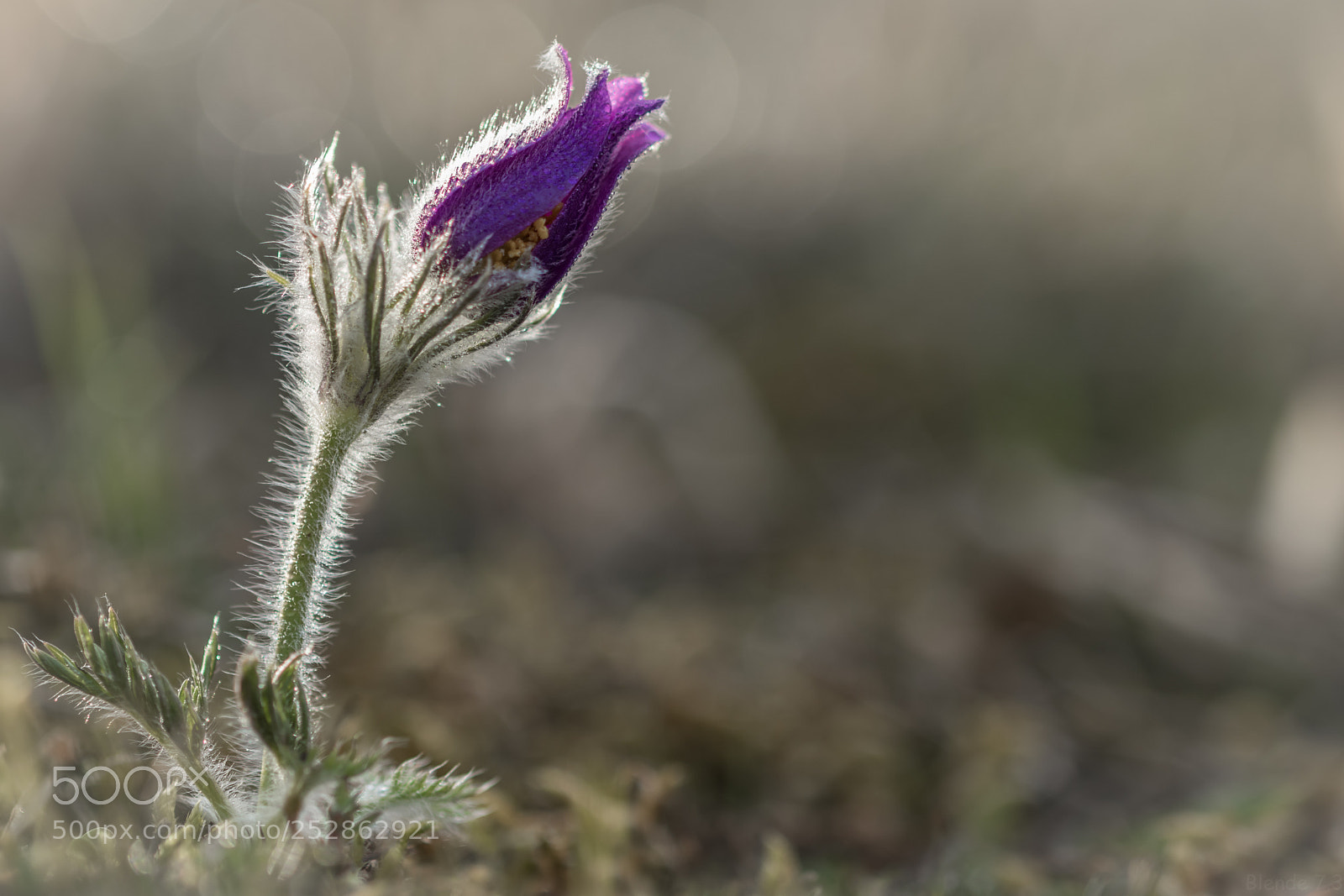 Canon EOS 80D sample photo. Im ersten morgenlicht i photography