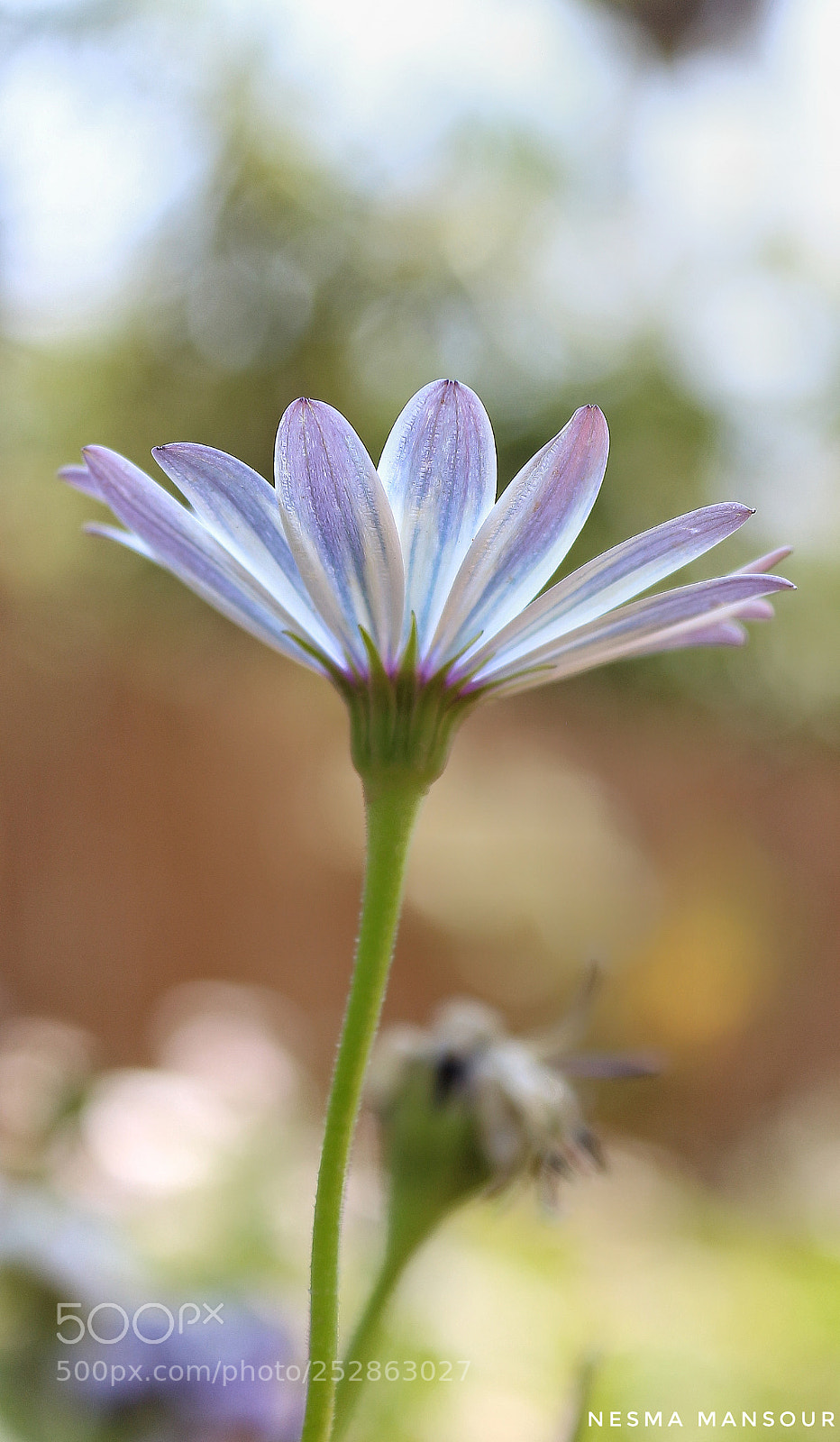 Canon EOS 700D (EOS Rebel T5i / EOS Kiss X7i) sample photo. Untitled photography