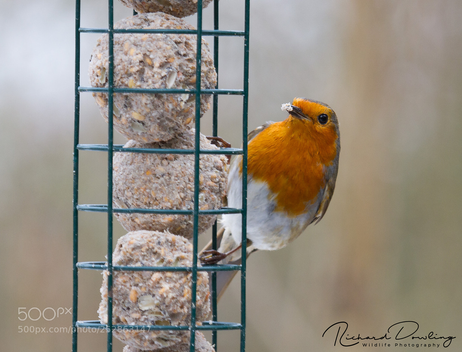 Canon EOS 7D sample photo. Robin on feeder photography