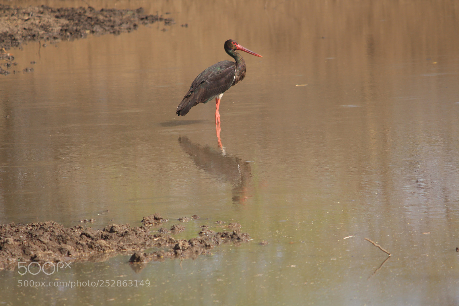 Canon EF-S 55-250mm F4-5.6 IS II sample photo. Untitled photography