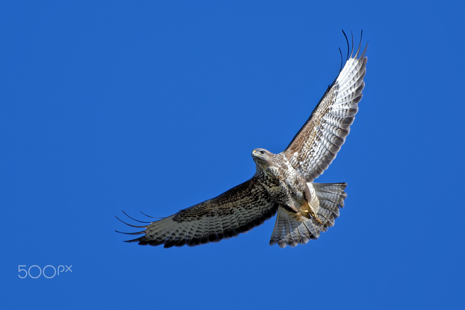 Nikon AF-S Nikkor 200-500mm F5.6E ED VR sample photo. Buzzard photography
