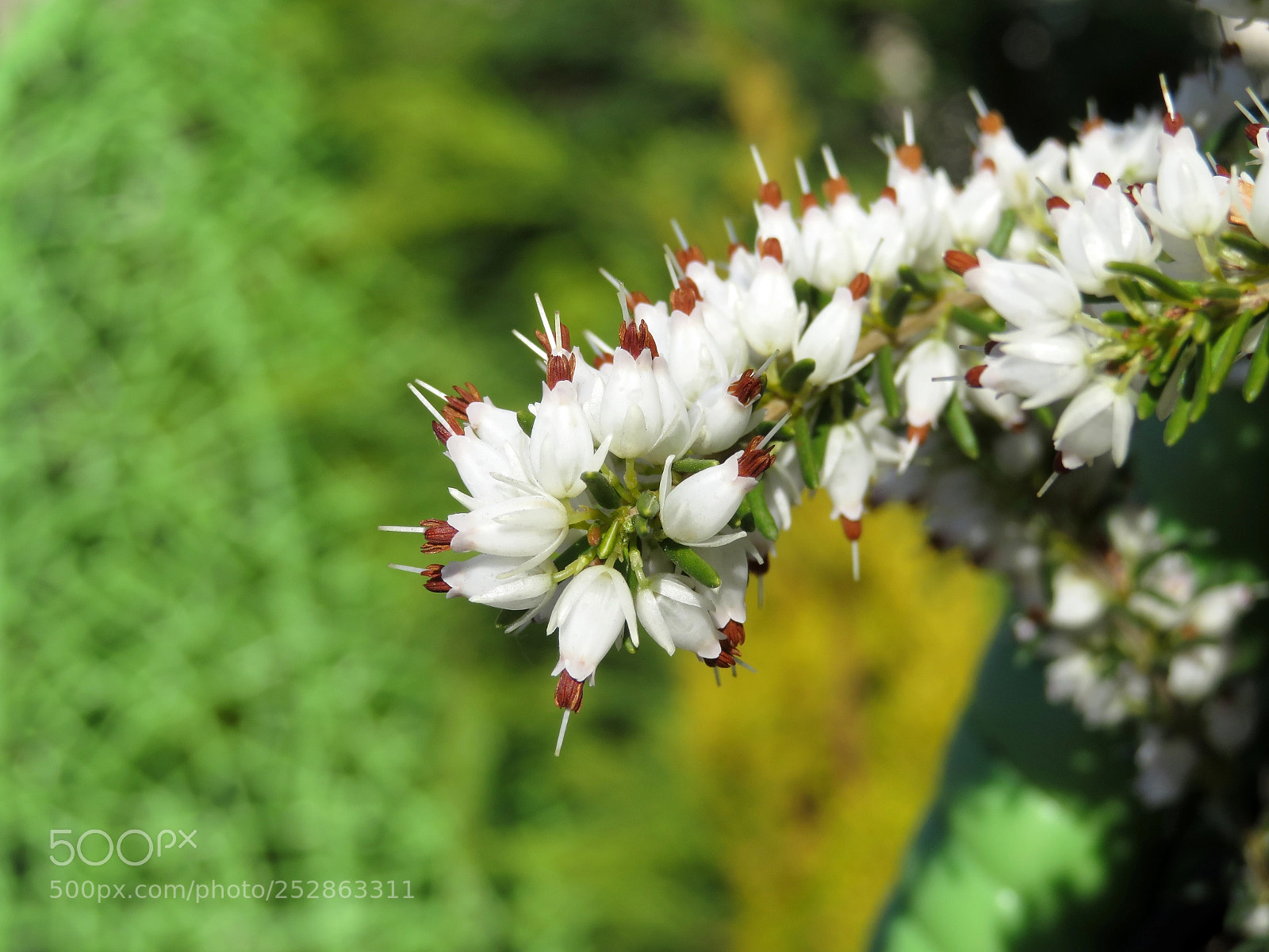 Canon PowerShot SX720 HS sample photo. Blooming tenderness photography