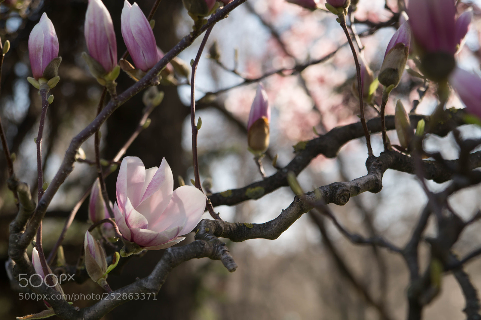Sony SLT-A58 sample photo. Magnolia iv photography