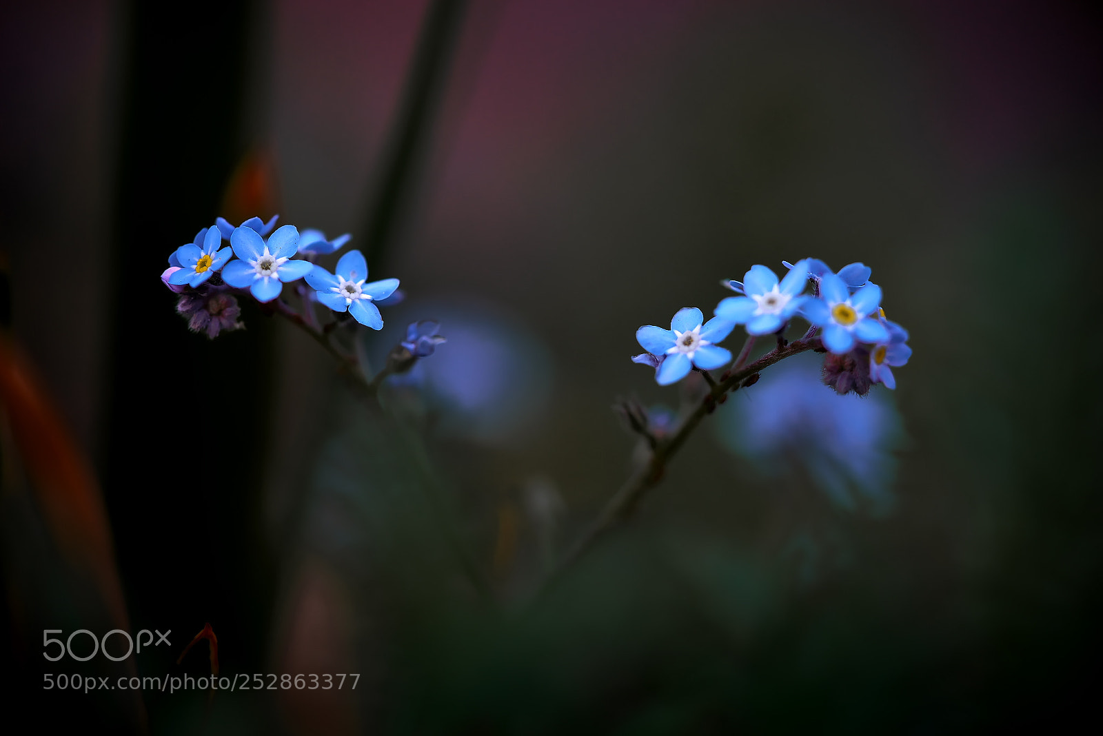 Sony a7R sample photo. Forget-me-not・・忘れな草 photography