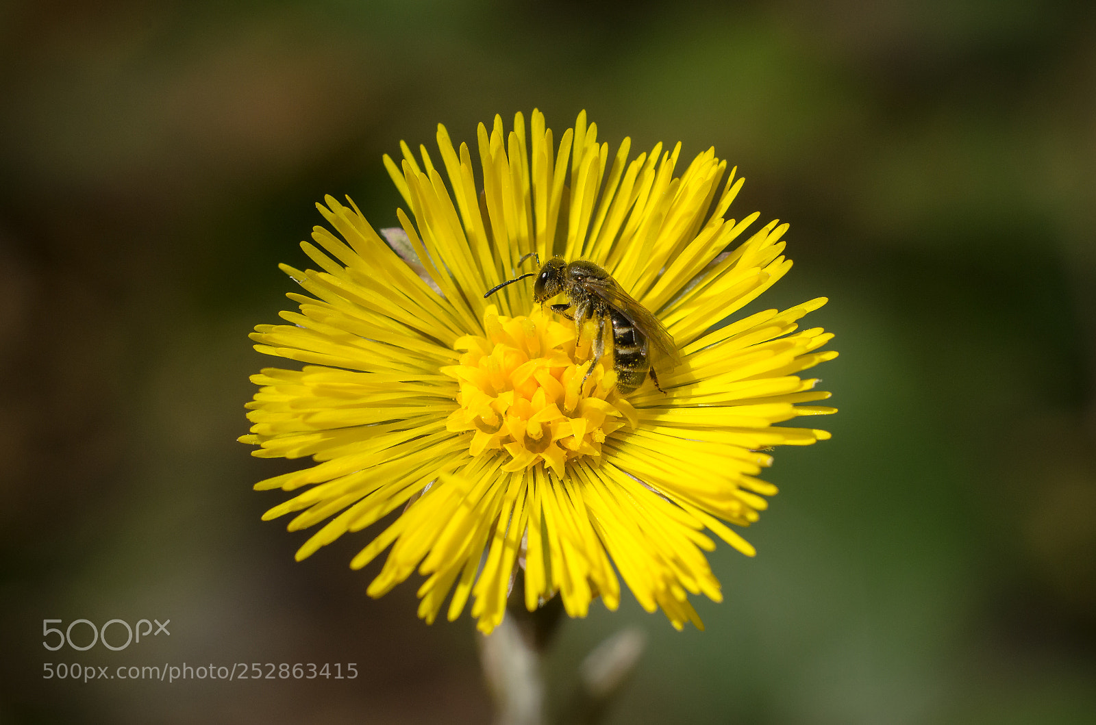 Nikon D7000 sample photo. Macro photography