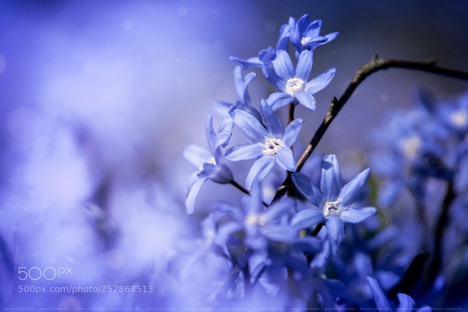 Sony ILCA-77M2 sample photo. B l u e photography