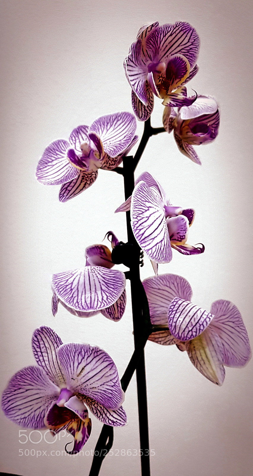 Samsung Galaxy S8+ sample photo. Orchid photography