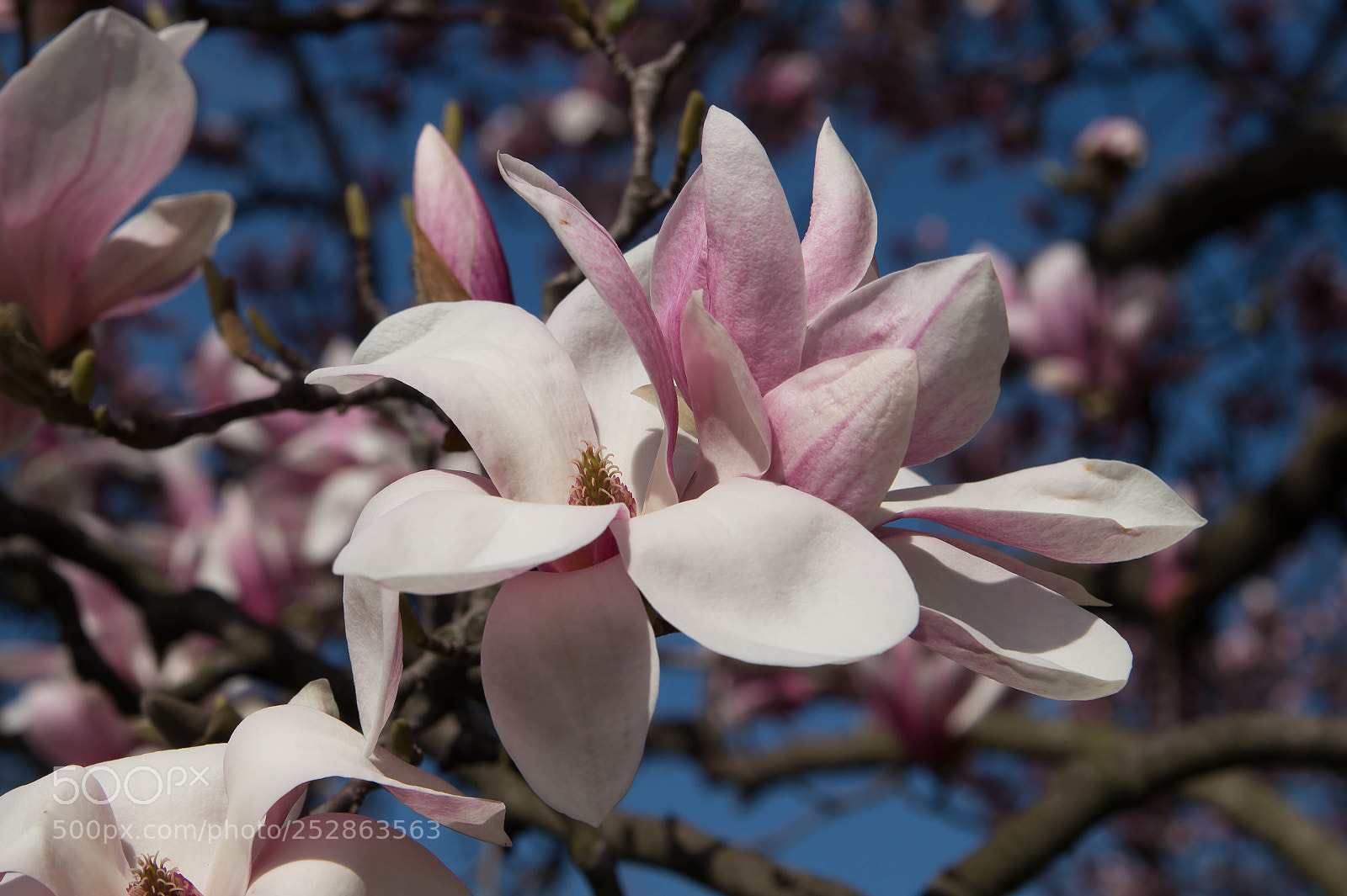 Sony SLT-A58 sample photo. Magnolia v photography