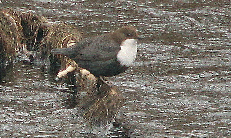 Canon EOS 700D (EOS Rebel T5i / EOS Kiss X7i) sample photo. The dipper just before migratory journey to north. photography