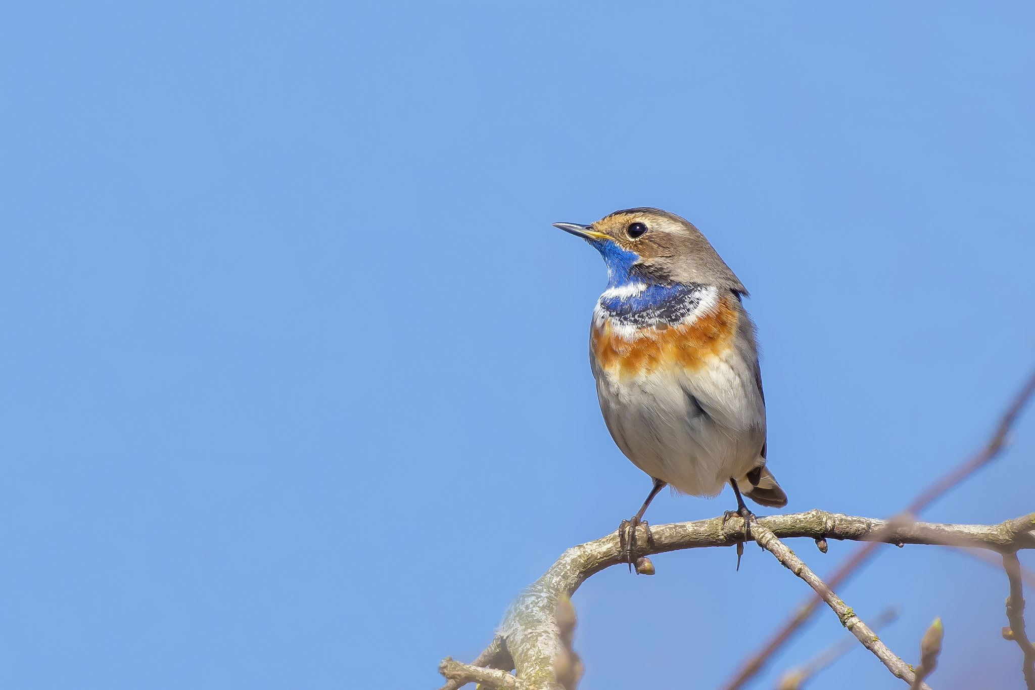 Pentax KP sample photo. Bluethroat photography