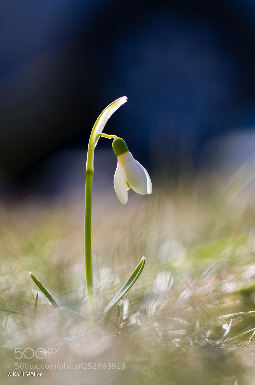 Nikon D300 sample photo. Lumikelluke, snowdrops, galanthus nivalis photography
