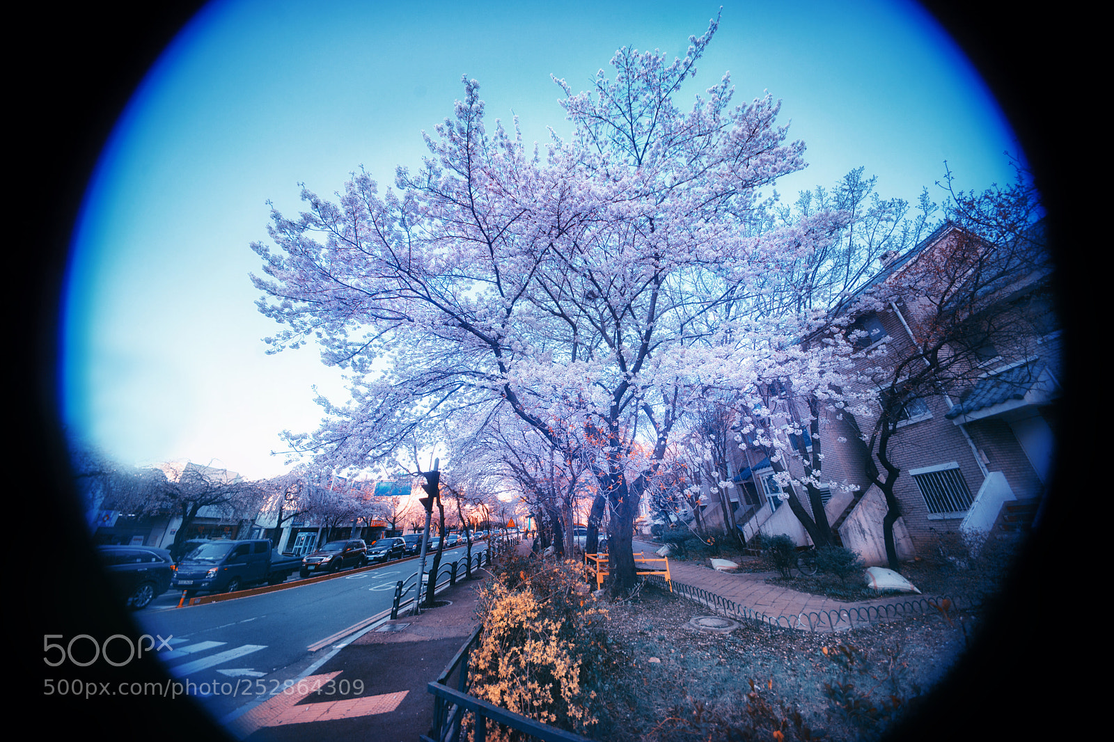 Sony Alpha DSLR-A900 sample photo. Cherry blossoms photography