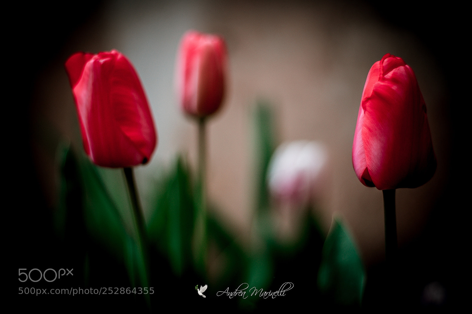 Fujifilm X-E2 sample photo. Tulips photography