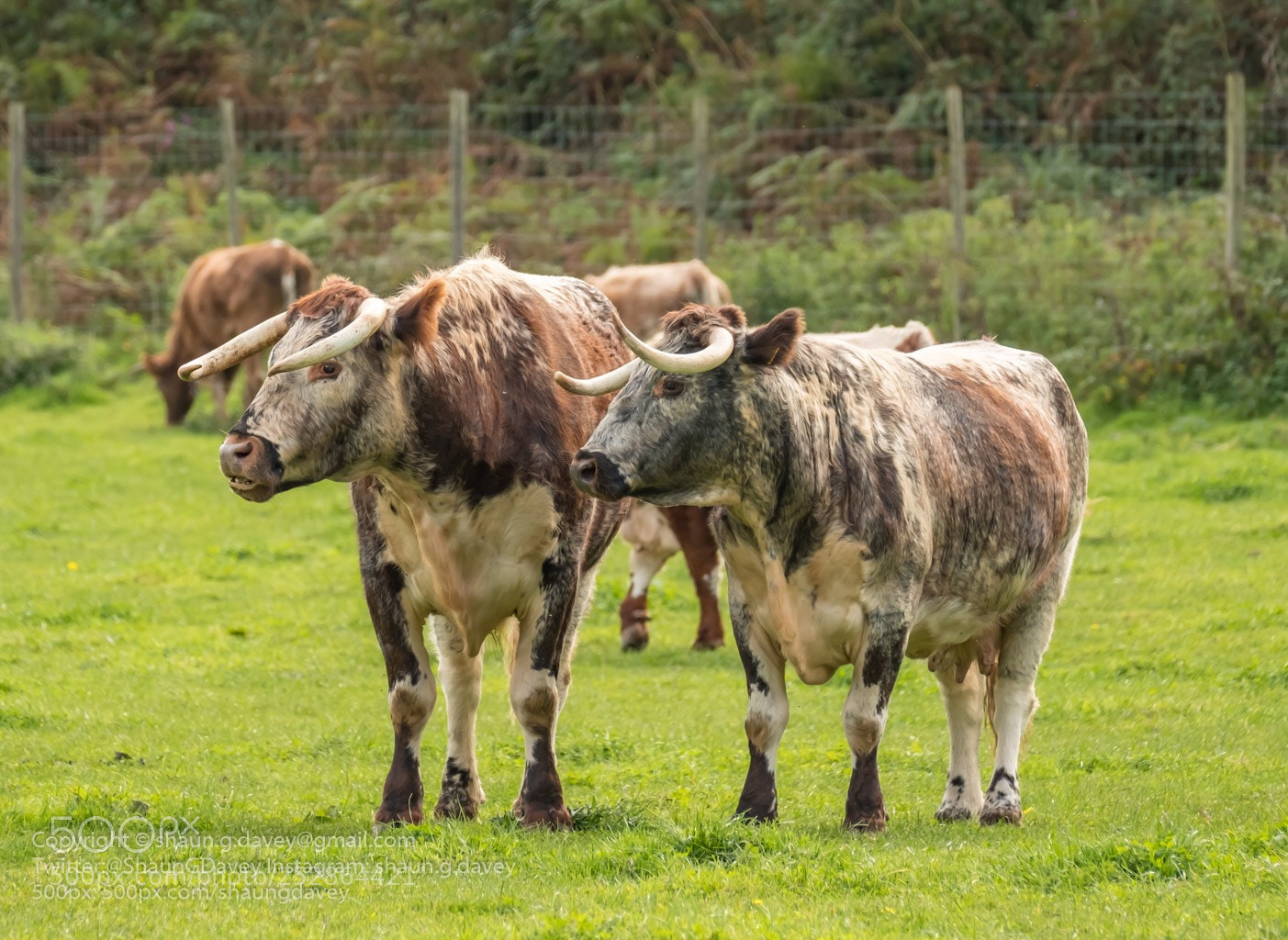 Fujifilm X-T2 sample photo. English longhorn cattle, dunster photography