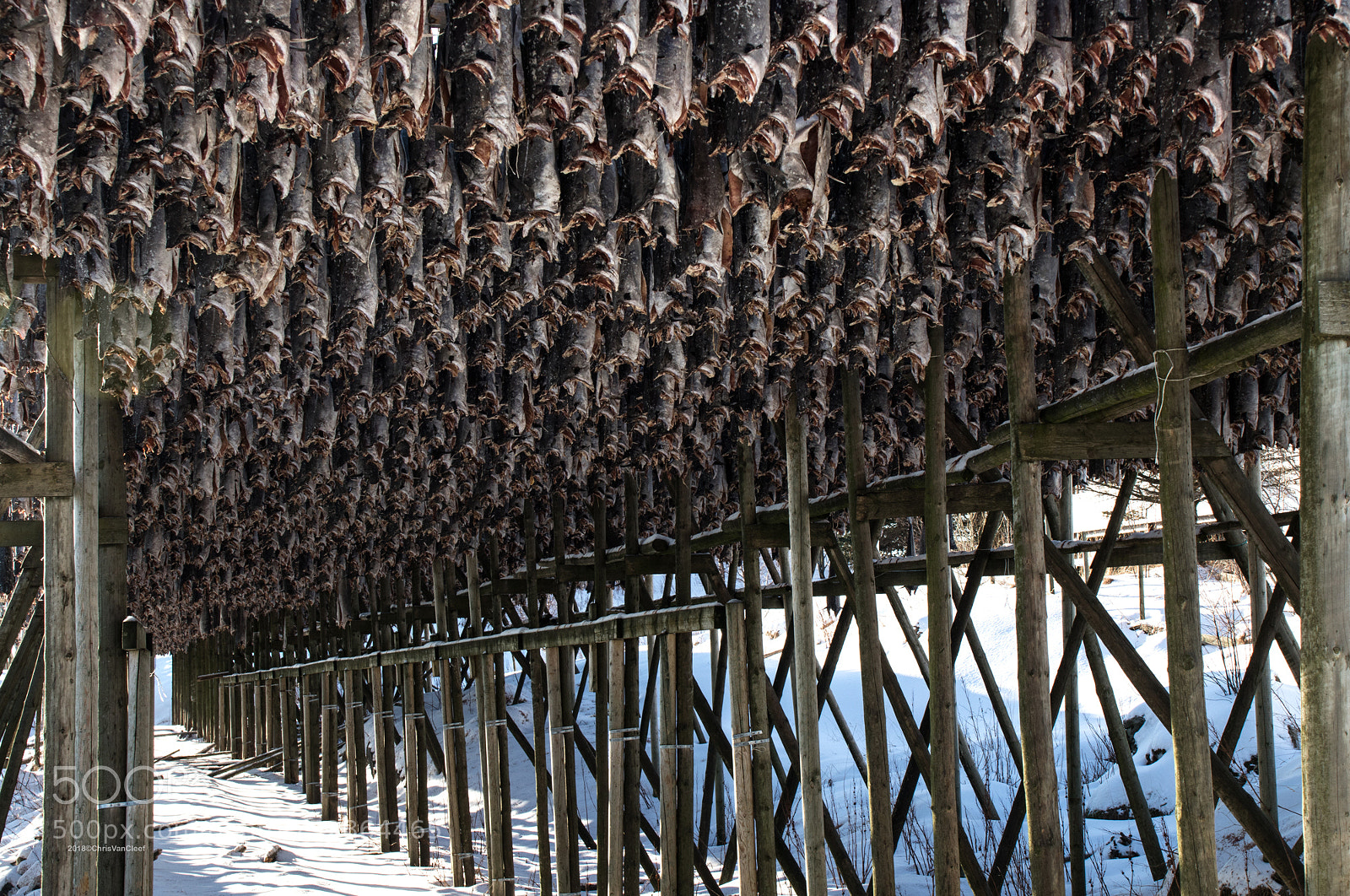 Canon EOS M5 sample photo. Stockfish drying in lofoten photography