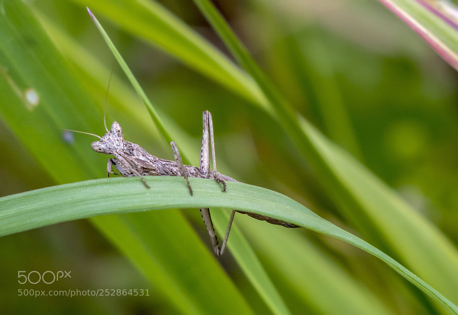 Canon EOS 77D (EOS 9000D / EOS 770D) sample photo. Face to face photography