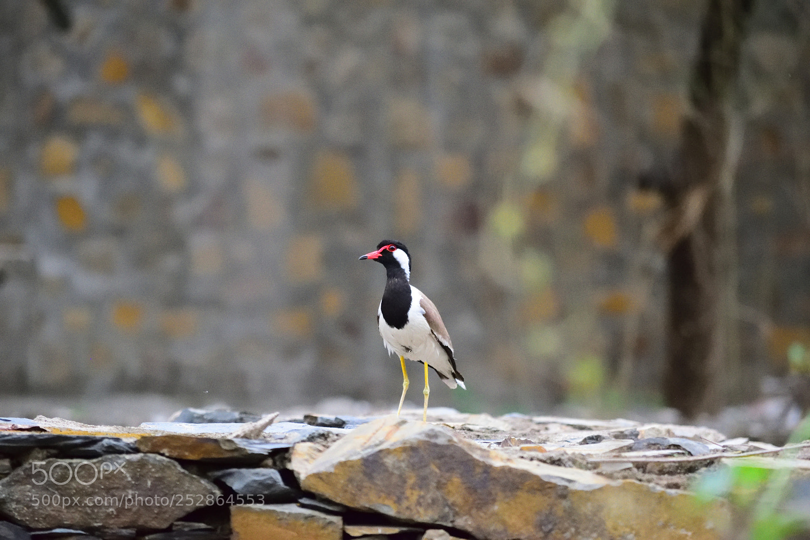 Nikon D3300 sample photo. Waiting for rains photography