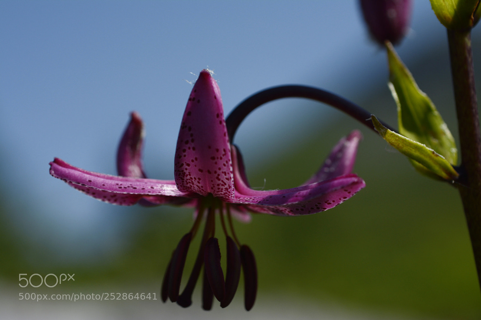 Nikon D7100 sample photo. Semplicemete fiore photography