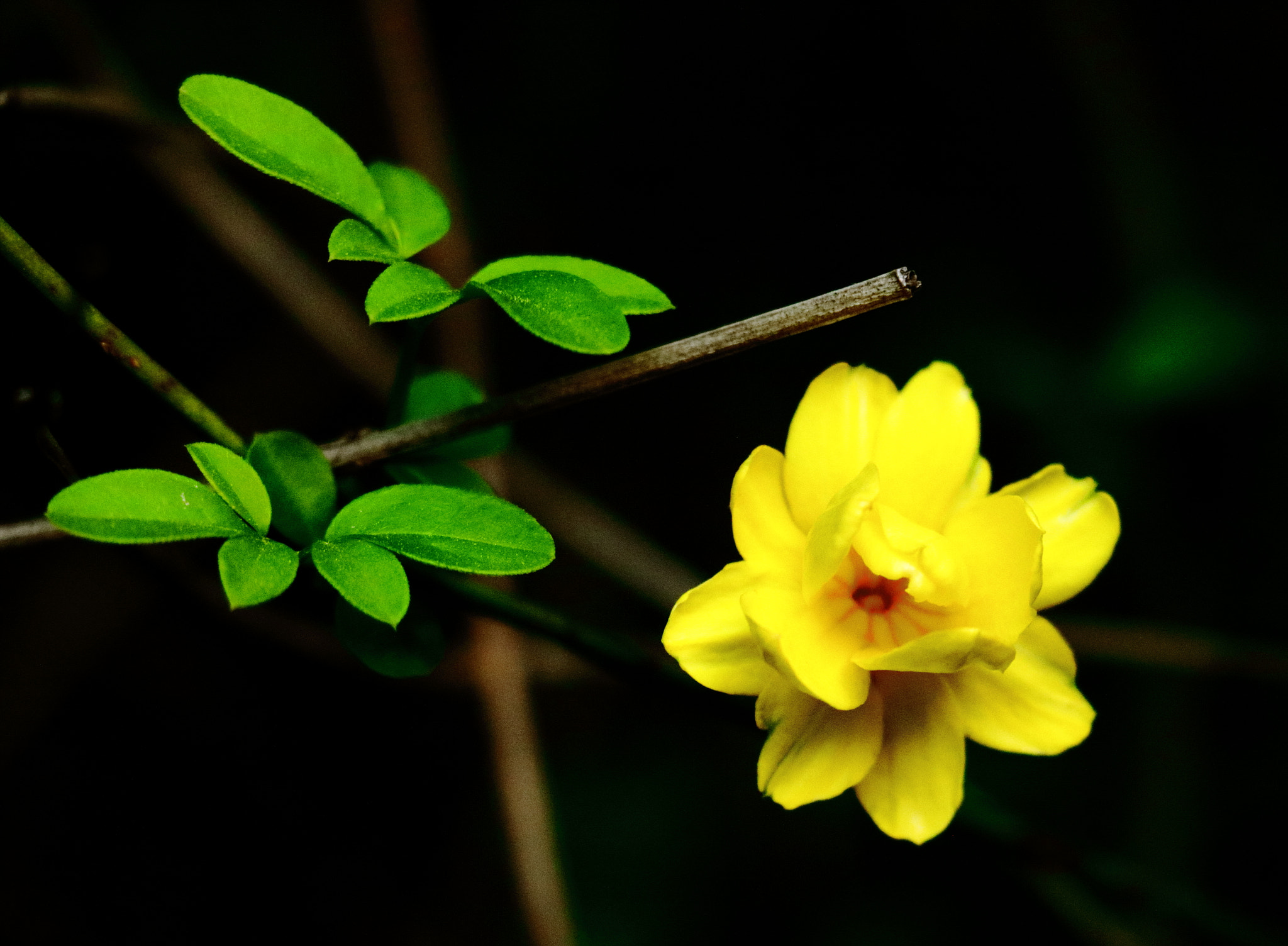 Canon EOS 760D (EOS Rebel T6s / EOS 8000D) sample photo. Little yellow flower photography
