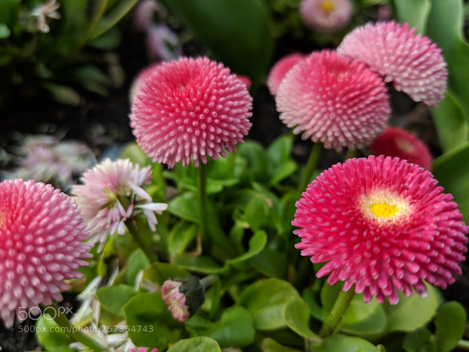Google Pixel 2 XL sample photo. Flower photography