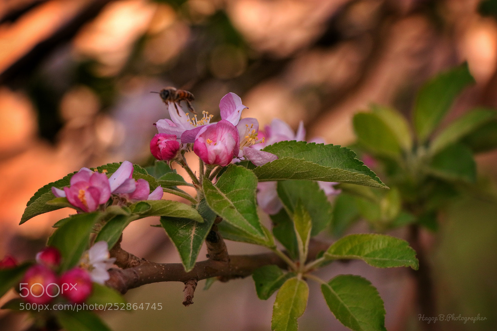 Canon EOS 80D sample photo. Lovely spring photography