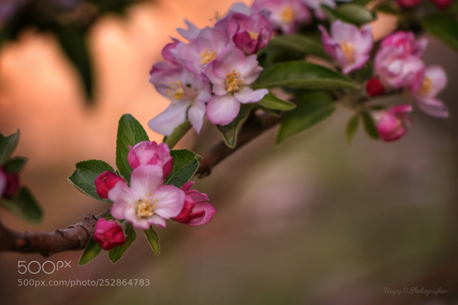 Canon EOS 80D sample photo. Lovely spring  photography