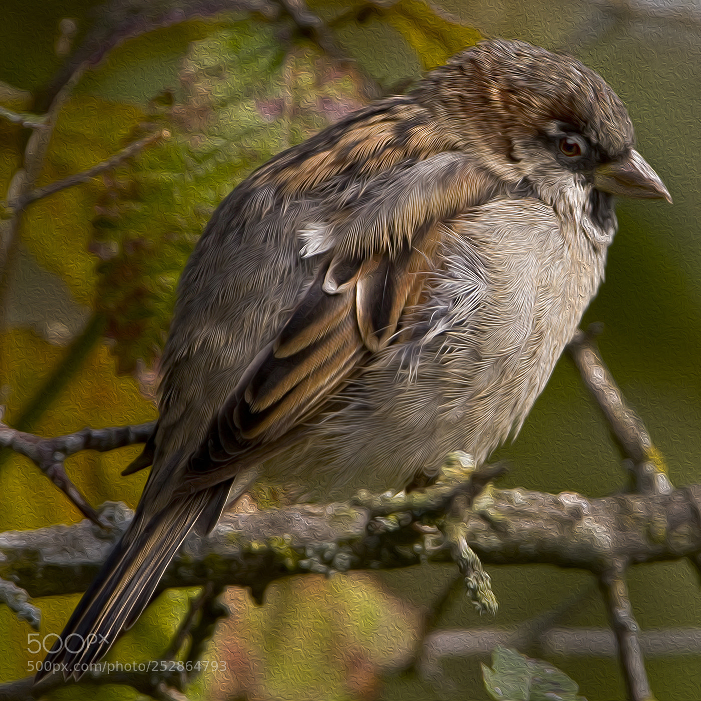 Canon EOS 40D sample photo. House sparrow photography