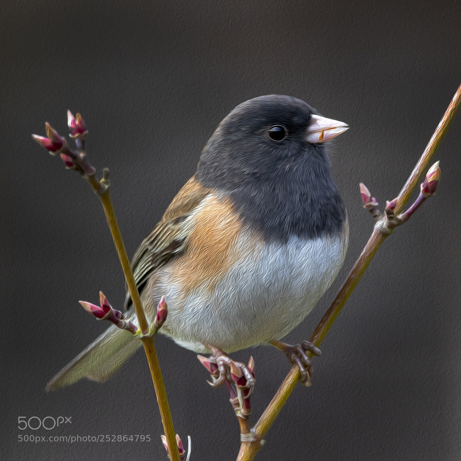 Canon EOS M5 sample photo. Dark-eyed junco photography