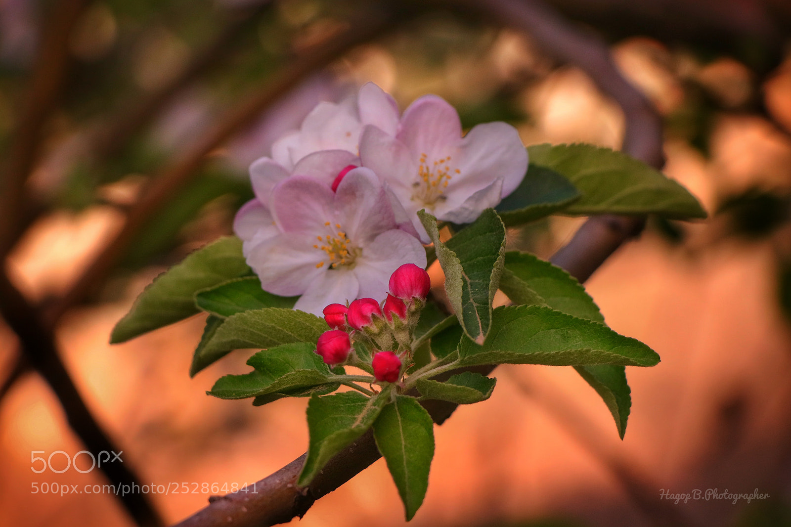 Canon EOS 80D sample photo. Lovely spring photography