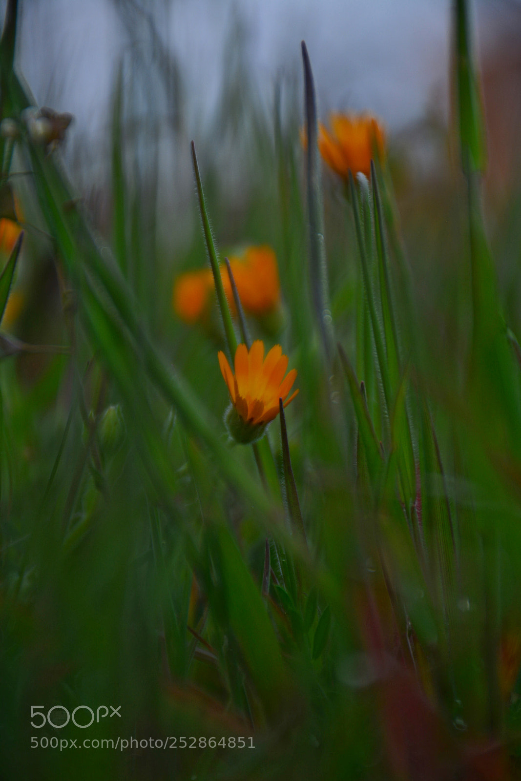 Nikon D7100 sample photo. Untitled photography