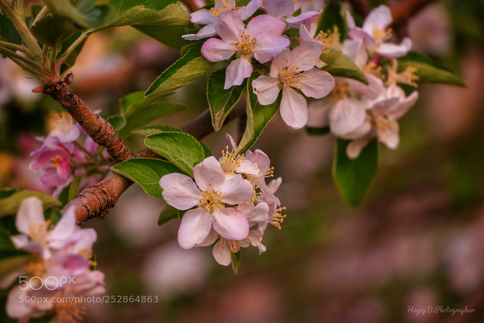 Canon EOS 80D sample photo. Lovely spring photography