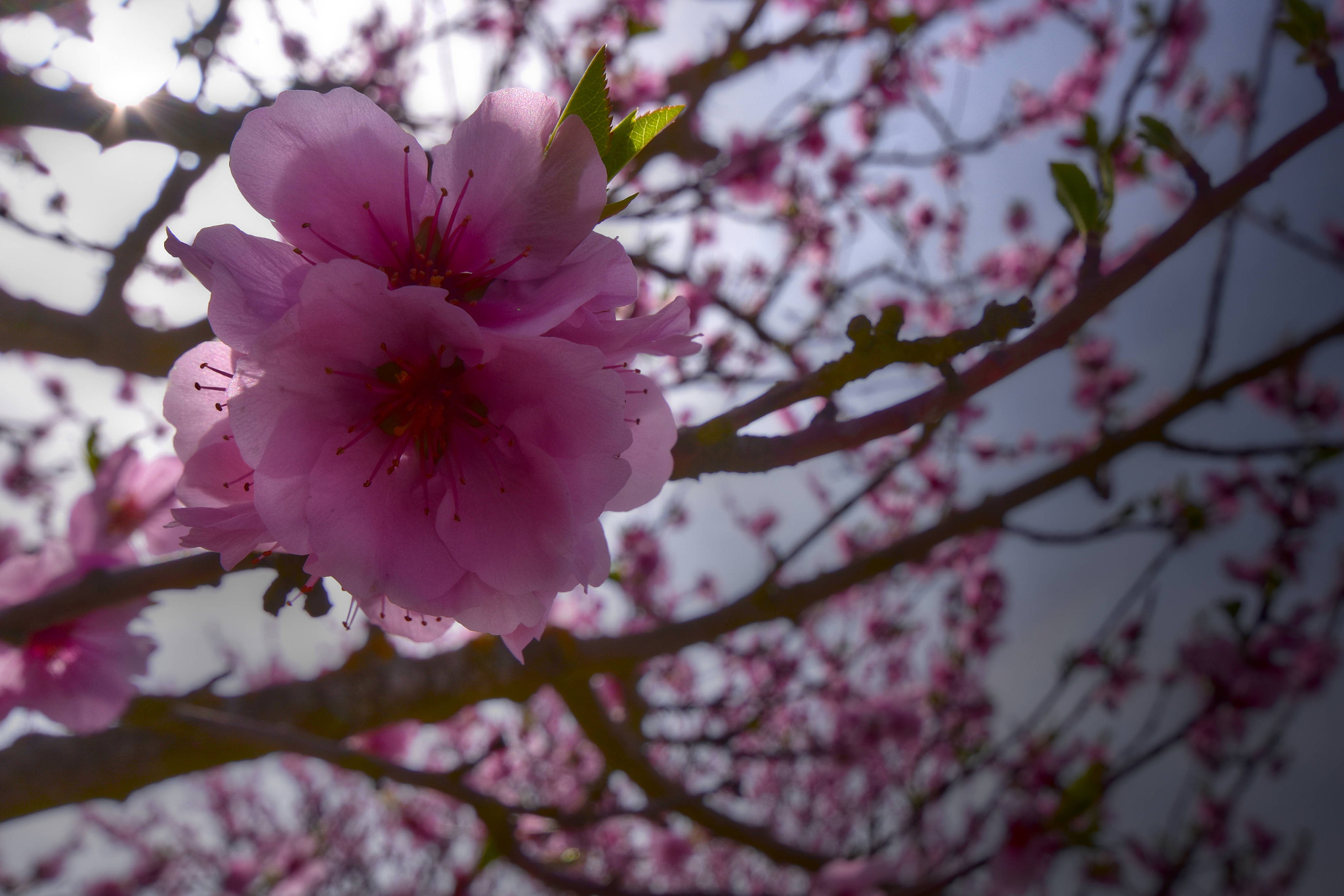 Sigma 10-20mm F4-5.6 EX DC HSM sample photo. The romance of spring photography