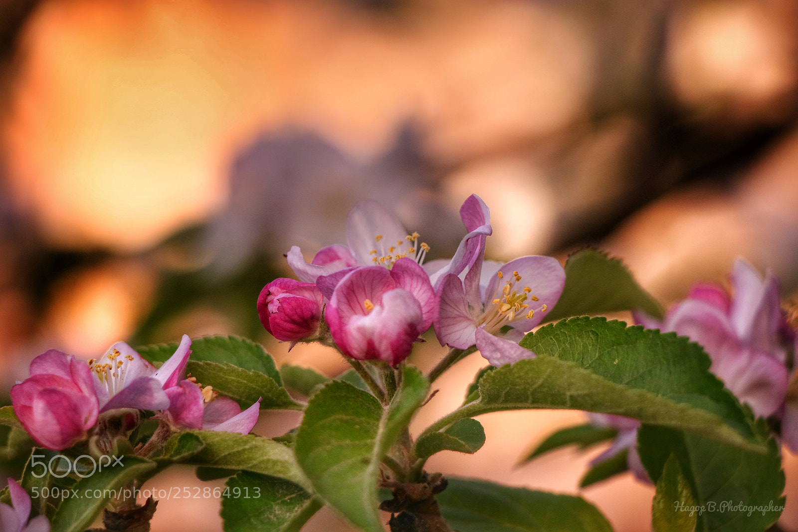 Canon EOS 80D sample photo. Lovely spring  photography