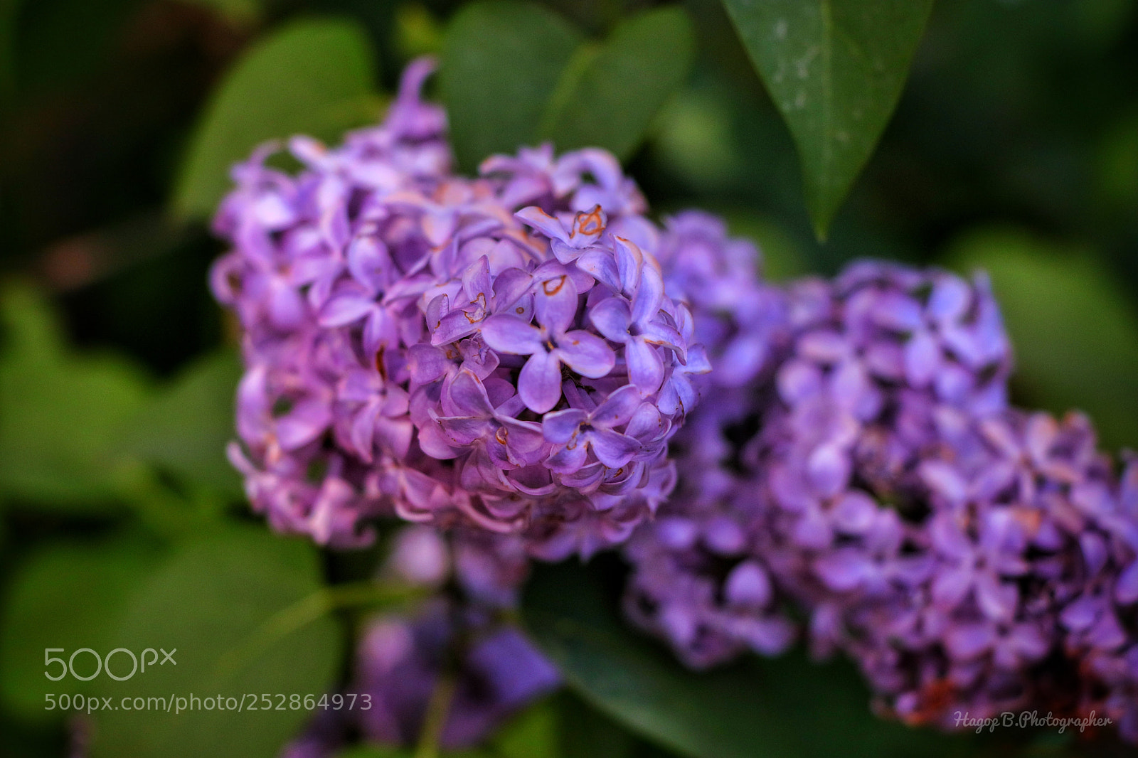 Canon EOS 80D sample photo. Lovely spring  photography