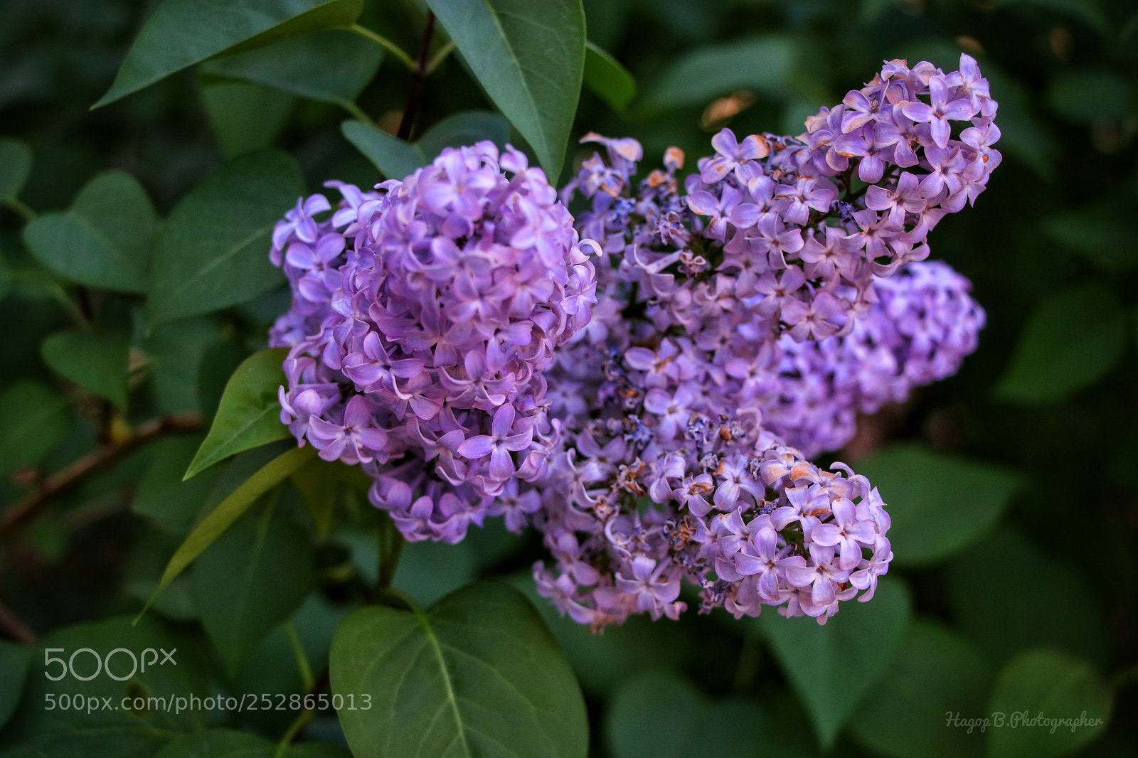 Canon EOS 80D sample photo. Lovely spring photography