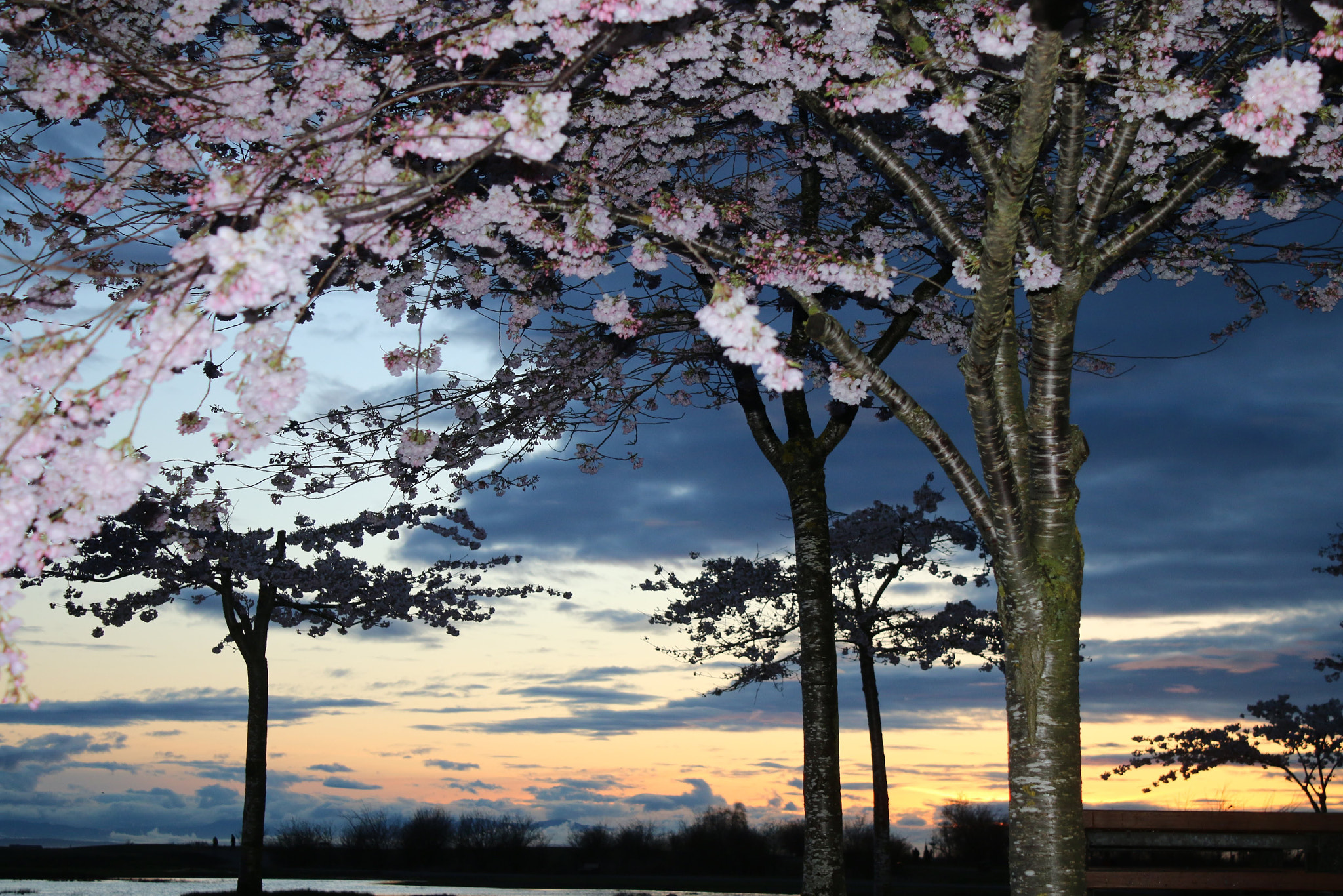 Canon EOS 70D sample photo. Cherry blossoms and sunset photography
