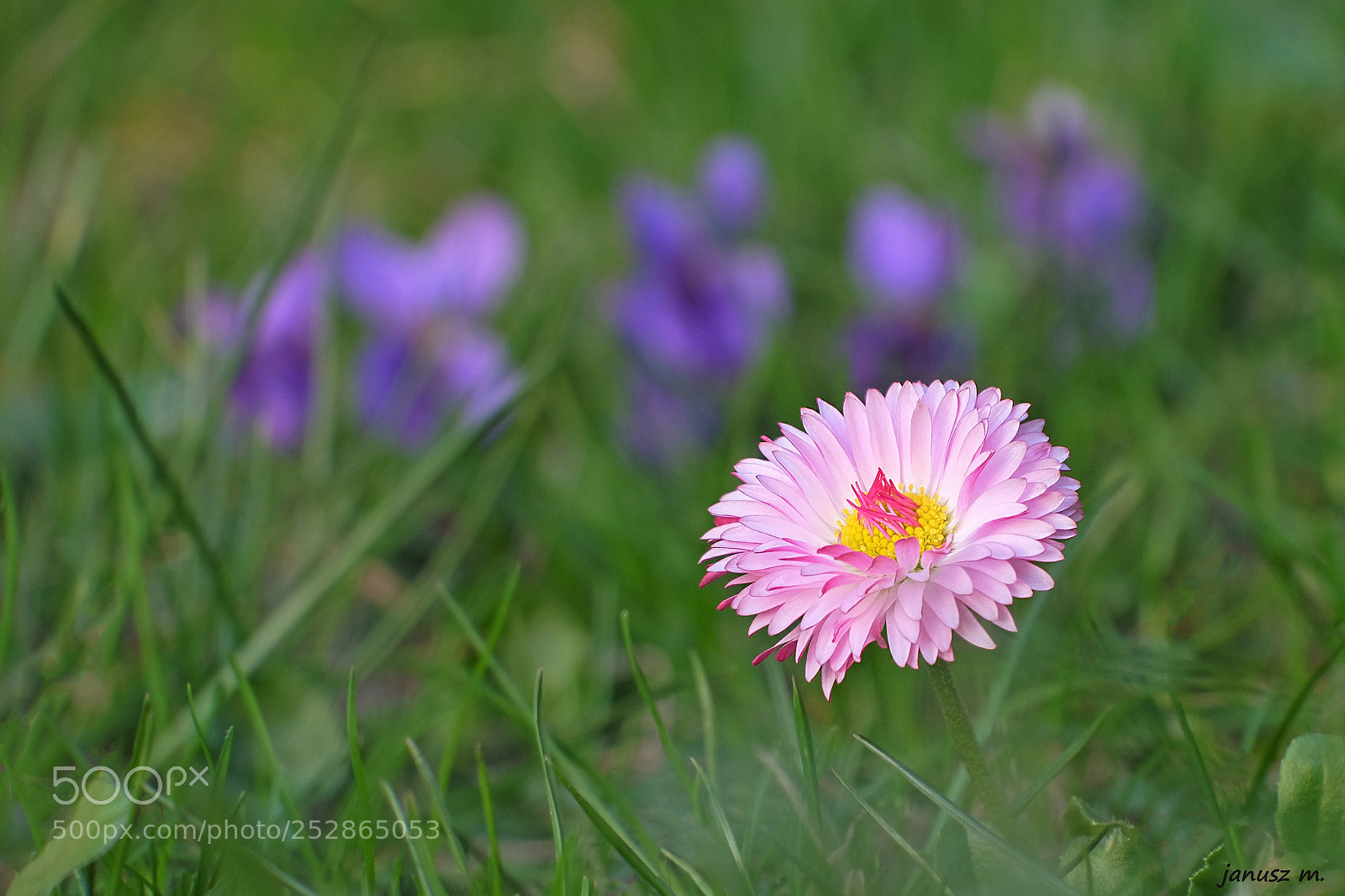 Fujifilm X-T10 sample photo. Field daisy photography