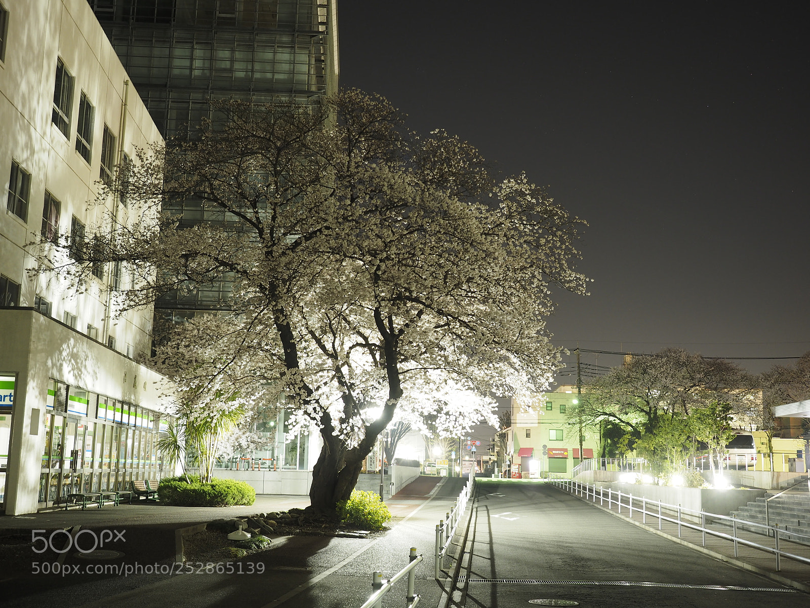 Olympus OM-D E-M1 sample photo. A cherry tree at photography