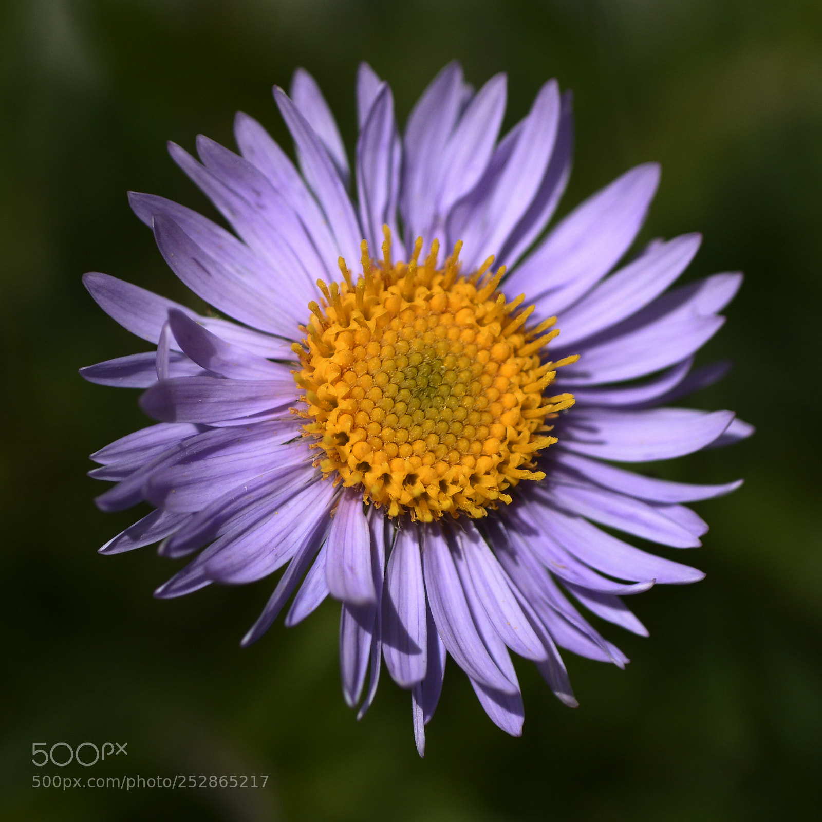 Nikon D7100 sample photo. Semplicemente fiore photography