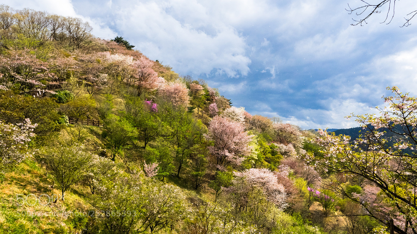 Olympus OM-D E-M1 sample photo. A mountain with sakura photography