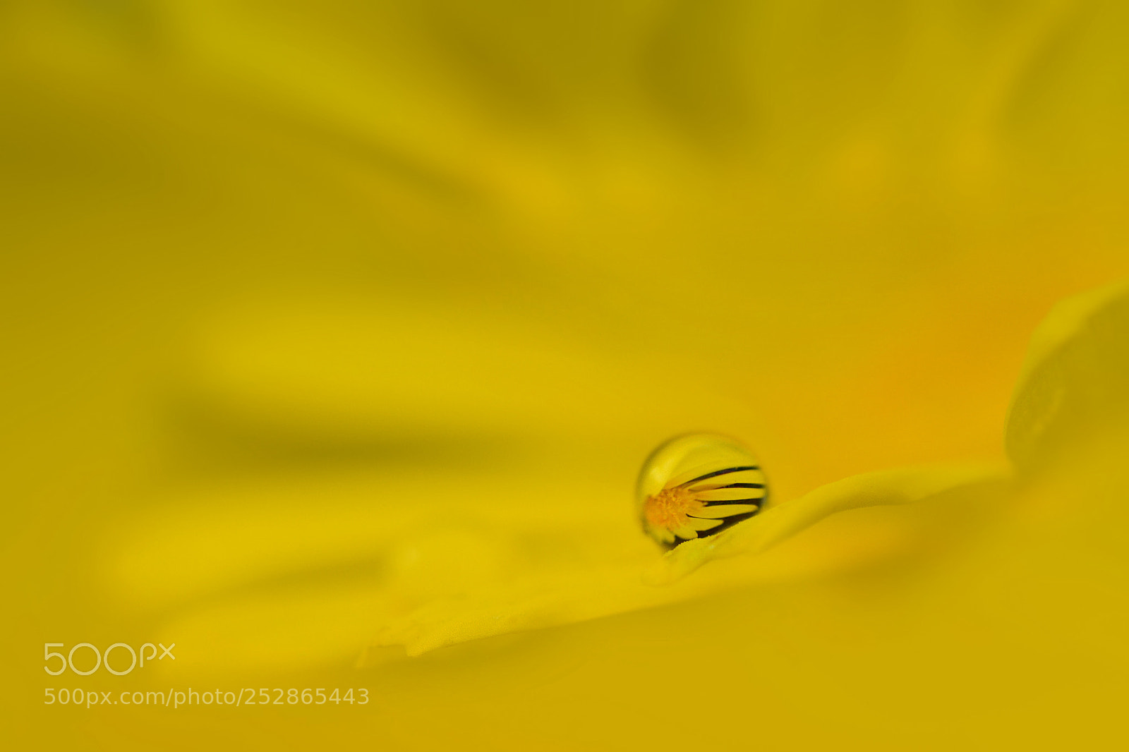 Nikon D7100 sample photo. Floral art photography