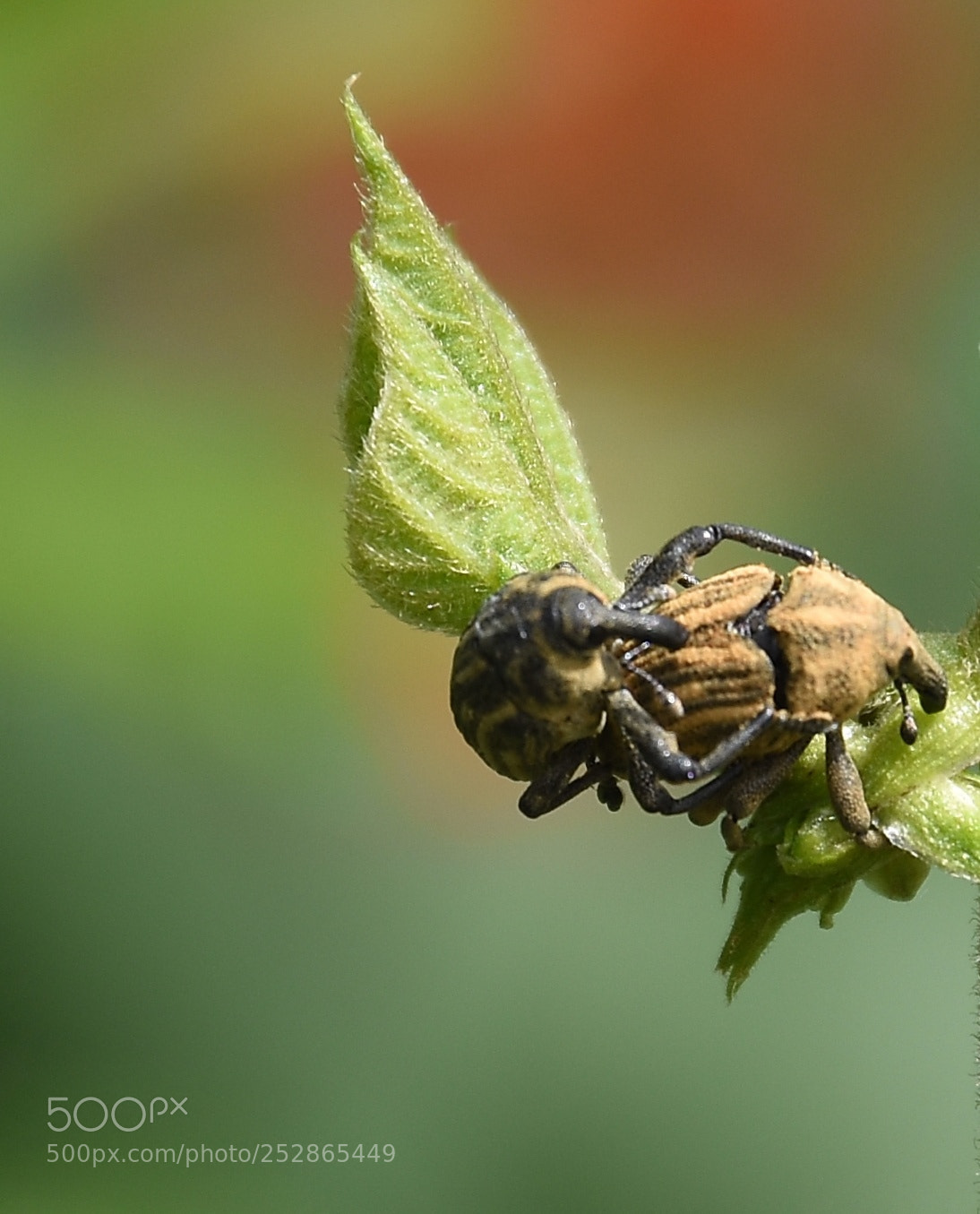 Nikon D7200 sample photo. Macro life photography