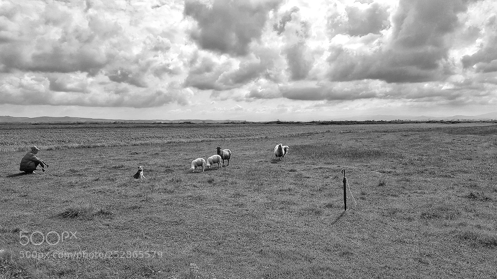 Samsung Galaxy S6 sample photo. Growing herd photography