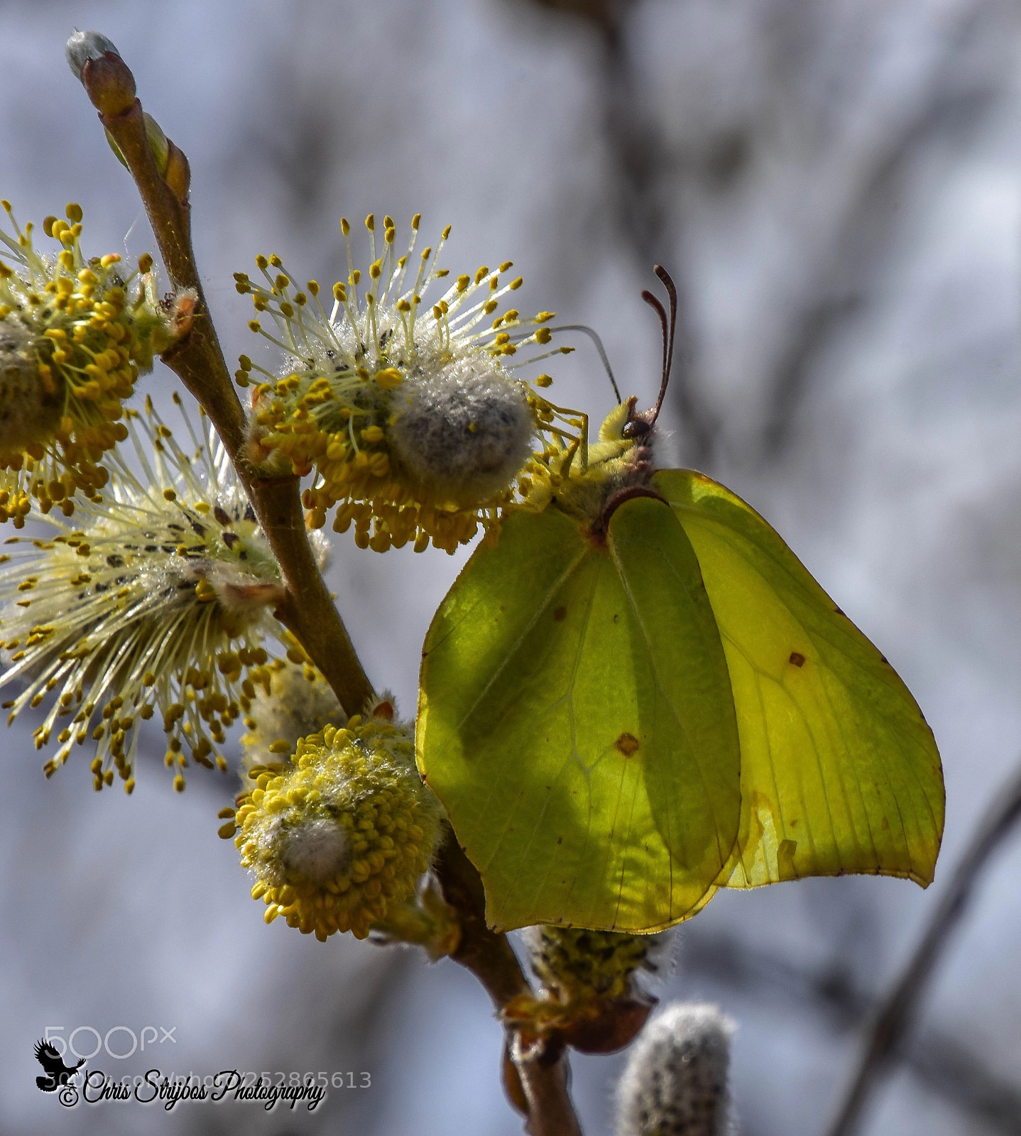 Nikon D7200 sample photo. Citroenvlinder (gonepteryx rhamni) photography
