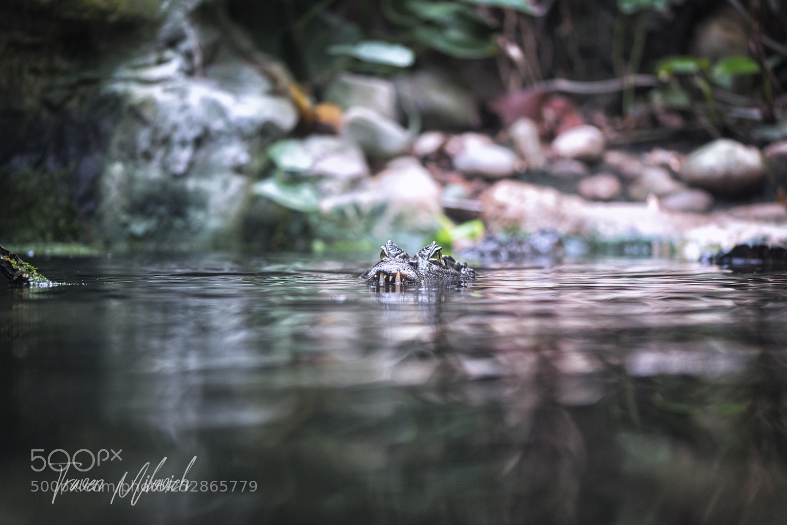 Nikon D810 sample photo. Caiman photography
