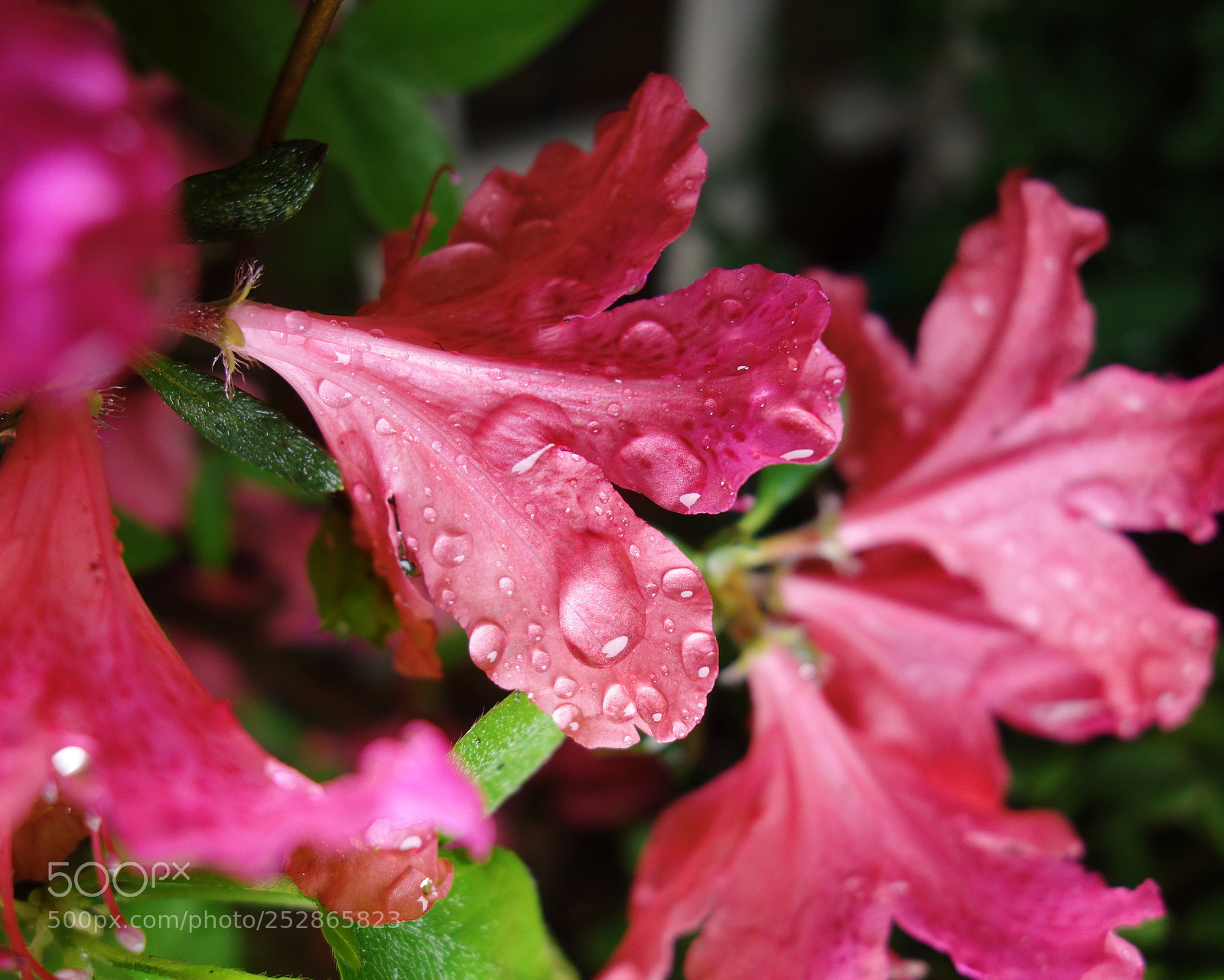 Sony Cyber-shot DSC-RX100 sample photo. 映山红 photography