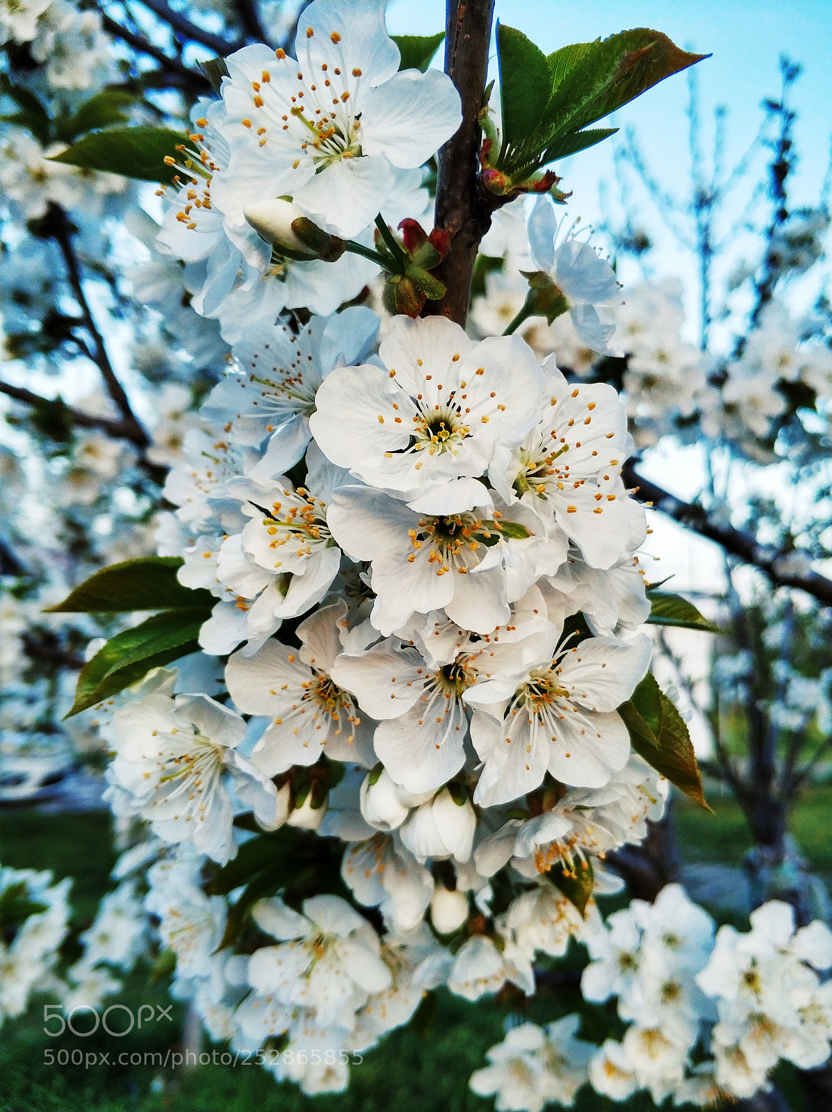 Xiaomi MI6 sample photo. Blooming tree photography